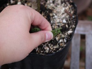 20170112苗の管理1