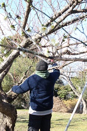 .2017.1.16.2梅の剪定