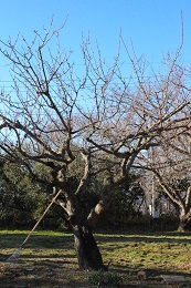 .2017.1.16.3梅の剪定