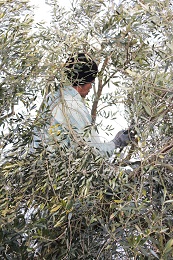 21月630日剪定jpg