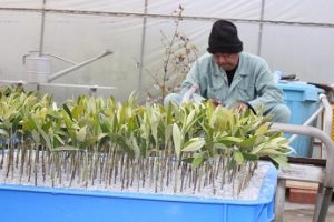 2%e6%8c%bf%e3%81%97%e8%8a%bd