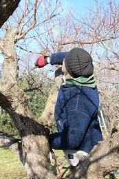 .2017.1.16.1梅の剪定