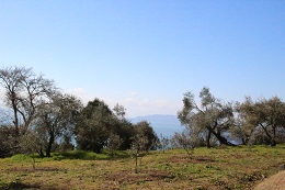 幼木の植え付け2017.2.13.5