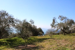 幼木の植え付け2017.2.13.3