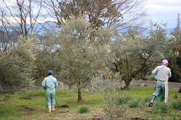 春の施肥作業2017.2.23.4