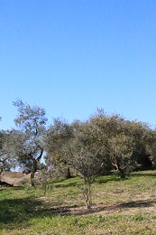 幼木の植え付け2017.2.13.4