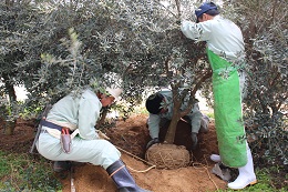 掘り取り作業2017.3.3.3