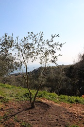 植え替え2017.3.18.5