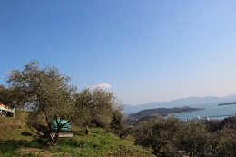 植え替え2017.3.18.4