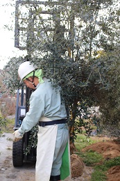 掘り取り作業2017.3.3.6