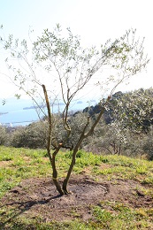 植え替え2017.3.18.1