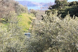 植え替え2017.3.18.8