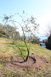 植え替え2017.3.18.6