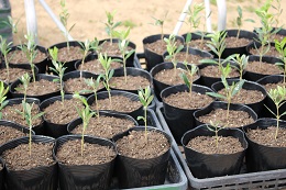 鉢上げ2017.4.21.5