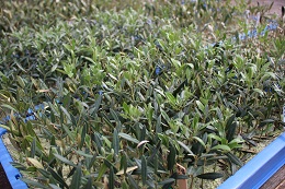 鉢上げ2017.4.21.2