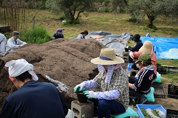 鉢上げ2017.4.21.6