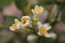 みかん2017.5.22.2