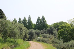 園内景色2017.5.11.1