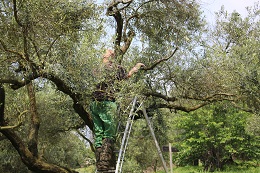枯れ枝の剪定20107.5.11.4