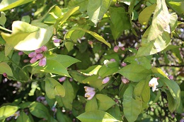 レモン2017.5.22.1