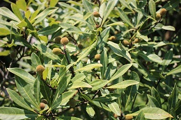 大きなヤマモモ2017.5.22