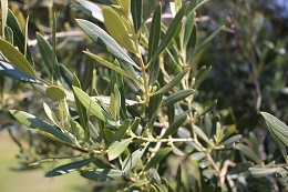 オリーブの蕾.4