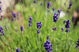 ラベンダー2017.5.29