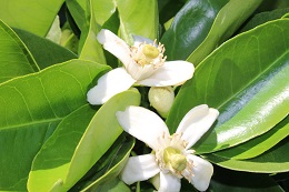 獅子柚子2017.5.22.2