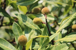 大きなヤマモモ2017.5.22.2