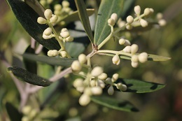 オリーブの花.2017.5.29.1