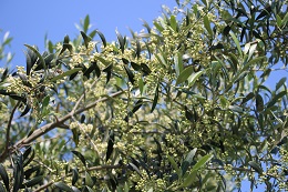 オリーブの花2017.5.29.3