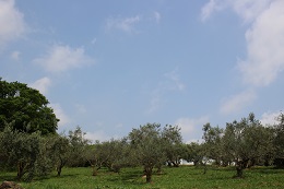 園内景色2017.5.11.2