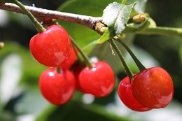 さくらんぼ2017.5.22.1