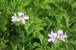 ローズゼラニューム2017.5.29.