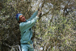 枯れ枝の剪定2017.5.11.1