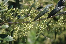 オリーブ蕾2017.5.22.2