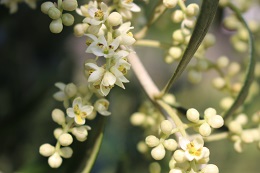 オリーブの花2017.5.29.5