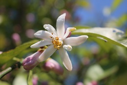 レモン2017.5.22.2