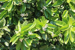 獅子柚子2017.5.22.1