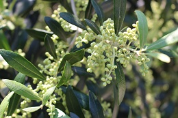 オリーブ蕾2017.5.22.1