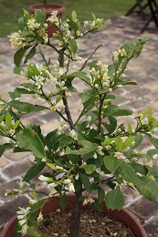 みかん2017.5.22.1