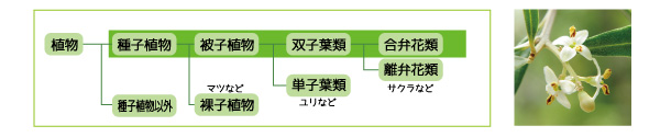 園だより　オリーブの花粉と実の話_08