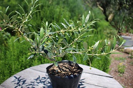 オリーブ実2017.6.5.2