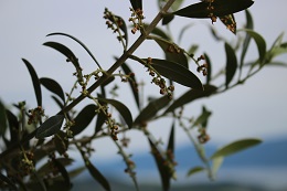 オリーブの実2017.6.12.2