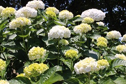 アジサイ2017.6.4