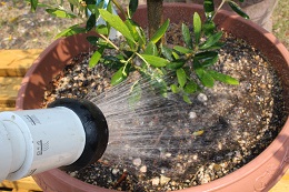 オリーブの水やり2017.6.5