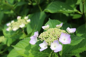 2016.6.8 あじさい1