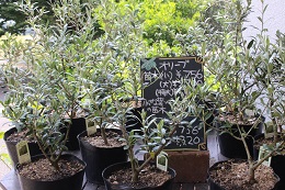 オリーブの苗木2017.6.1