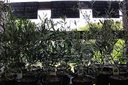 オリーブの苗木2017.6.3