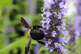 アガスターシェ.2